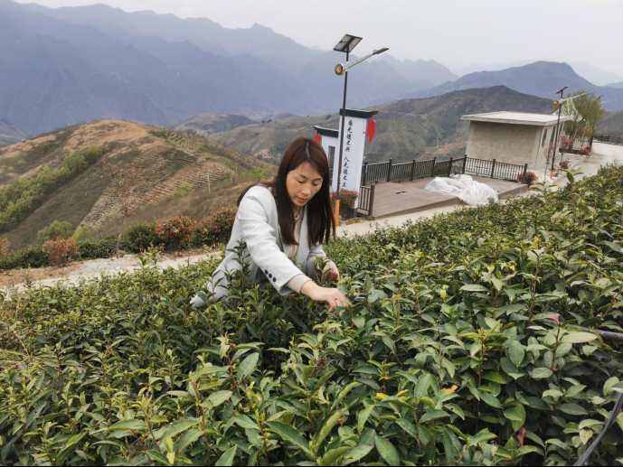 陜西廣電融媒體集團(tuán)農(nóng)林衛(wèi)視助力陜西茶區(qū)“以茶興業(yè)，以茶富民”